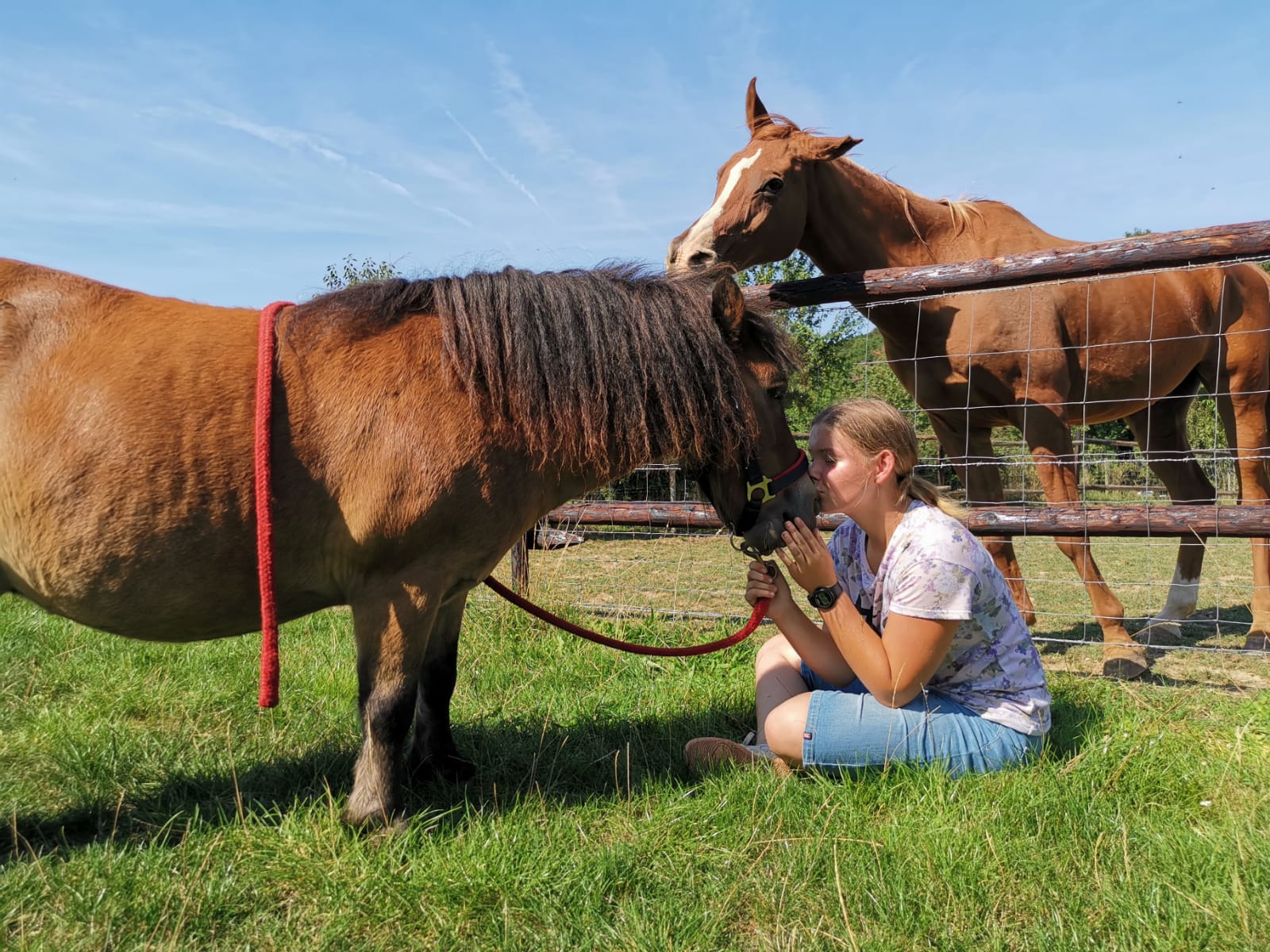 Paarden foto 12